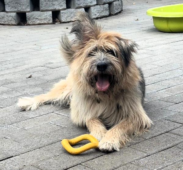 SPANK PASTORE DI BRIE Foto 3